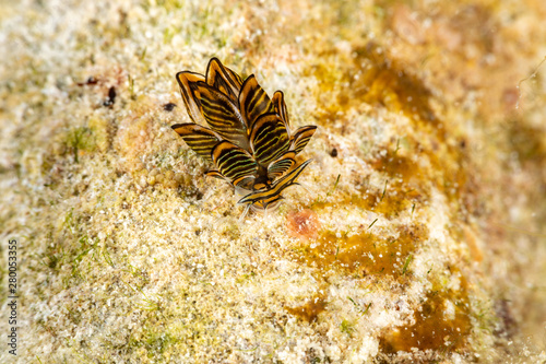 Black Linded Sapsucking Slug   Cyerce nigra