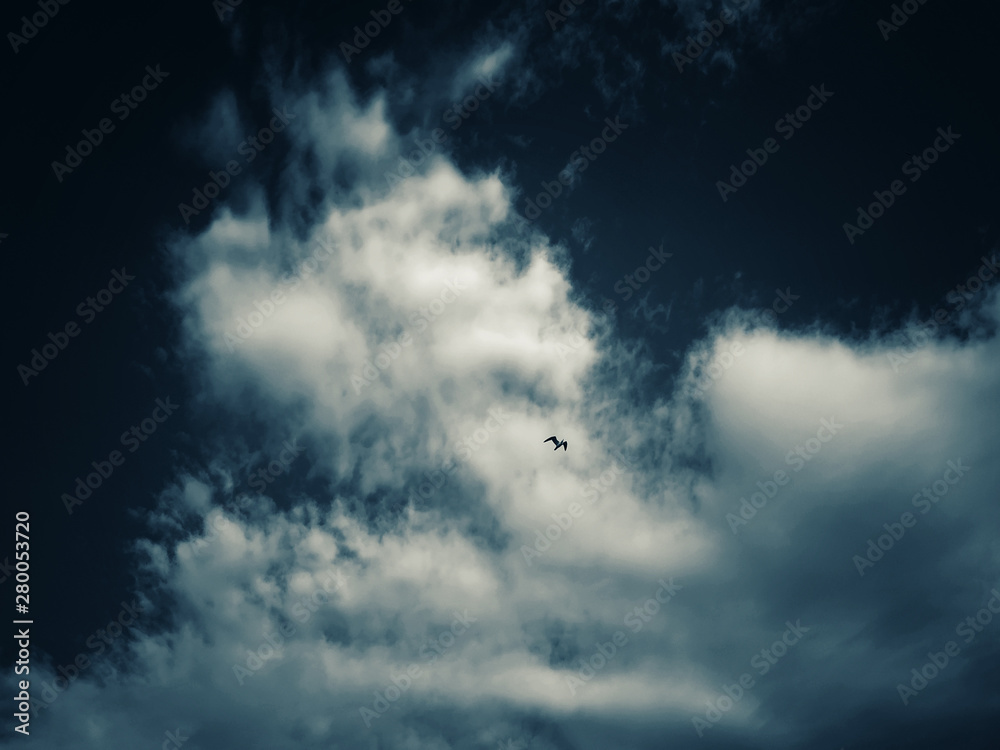 Seagull flying in a sky