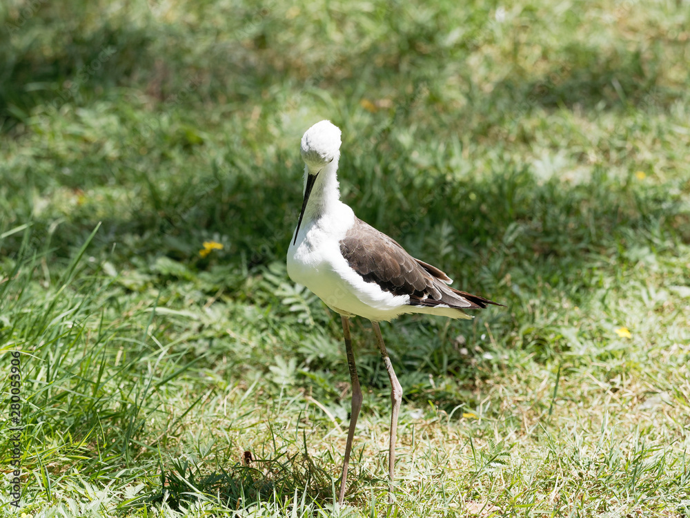 (Himantopus himantopus) Echasse blanche aux formes contrastées et élégantes dans le marais poitevin (Himantopus himantopus) Echasse blanche aux formes contrastées et élégantes dans le marais poitevin