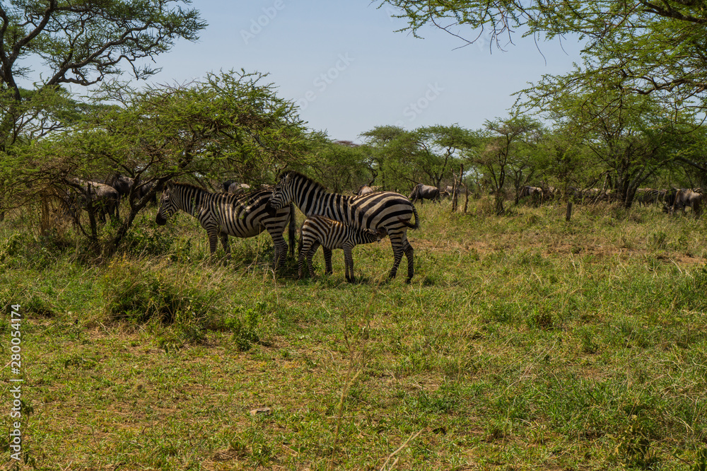 Naklejka premium Grupo de cebras. Madre amamanta a cría.