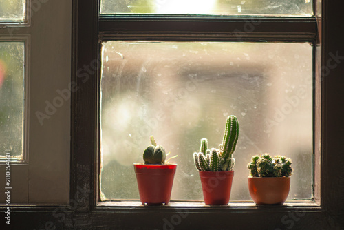 Fotografie Three cactus pots put on close to window