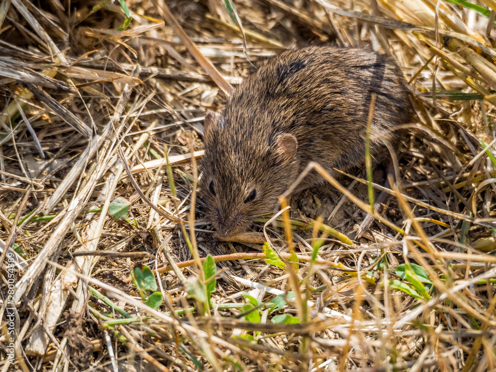Little mouse on straw Little mouse on straw