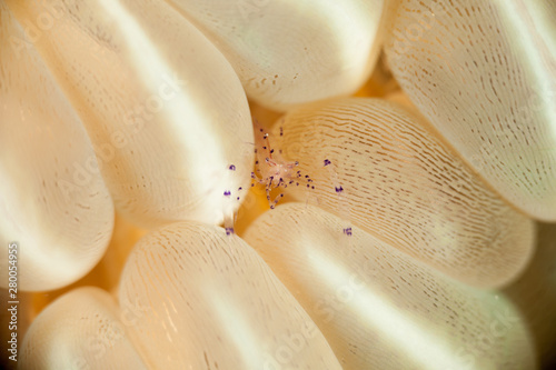 Bubble Coral Shrimp, Vir philippinensis photo