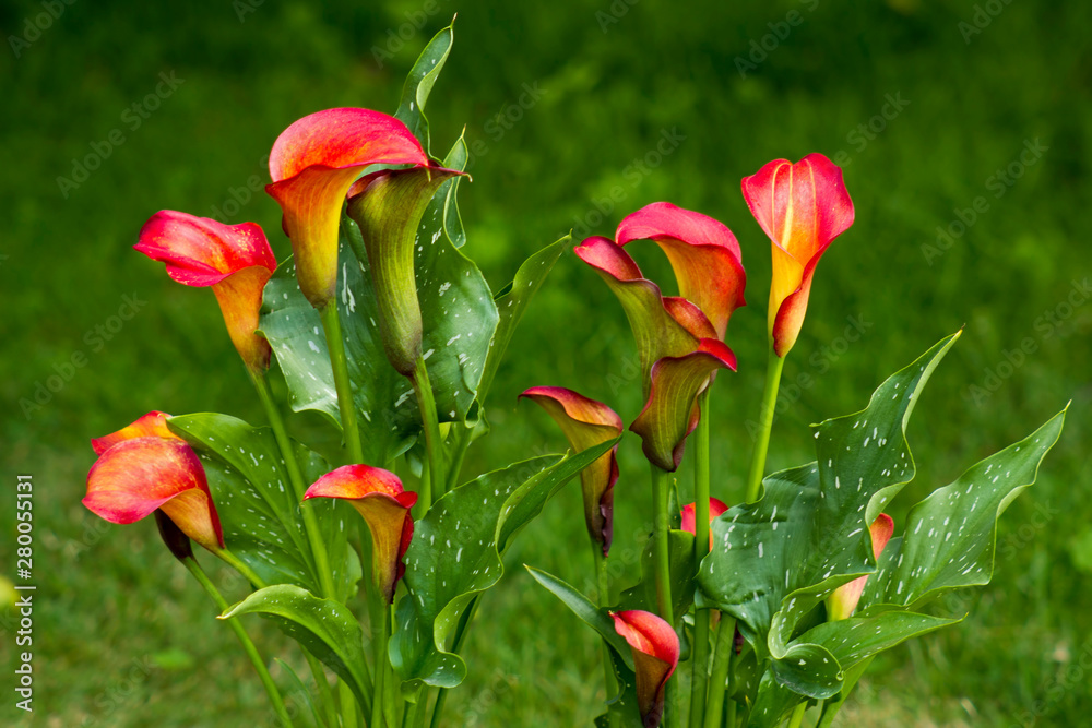 Calla flowers in the garden