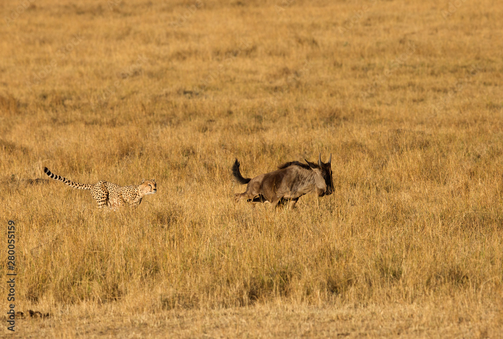 Fototapeta premium Cheetah hunting a wildebeest at Masai Mara, Kenya