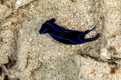 Blue Velvet Headshield Slug, Chelidonura varians, is a species of small sea slug, a marine opisthobranch gastropod mollusc in the order Cephalaspidea photo