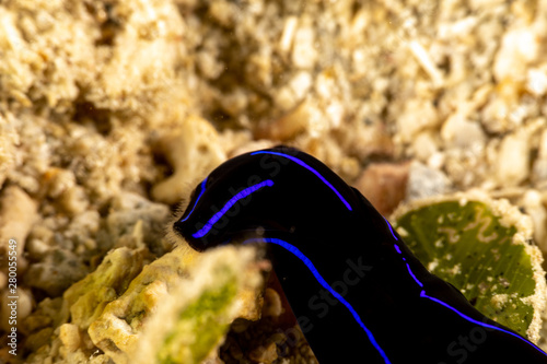 Blue Velvet Headshield Slug, Chelidonura varians, is a species of small sea slug, a marine opisthobranch gastropod mollusc in the order Cephalaspidea