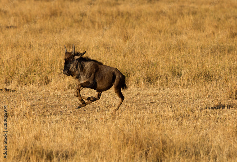 Wildebeest running for life after a chase from Cheetahs, Masai Mara, Kenya Wildebeest running for life after a chase from Cheetahs, Masai Mara, Kenya