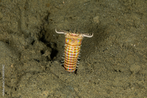 Bobbit(t) worm or sand striker) is an aquatic predatory polychaete worm dwelling at the ocean floor, Eunice aphroditois