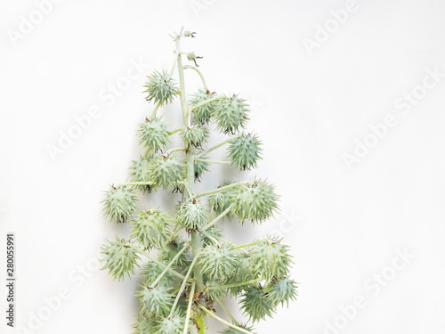 Top view seed of Castor oil plant on branches  Ricinus communis  isolate on white background.