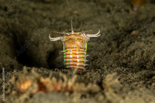Bobbit t  worm or sand striker  is an aquatic predatory polychaete worm dwelling at the ocean floor  Eunice aphroditois