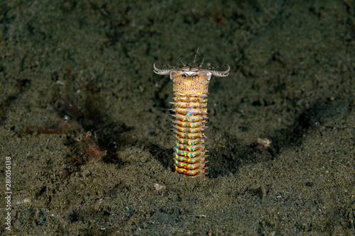 Bobbit(t) worm or sand striker) is an aquatic predatory polychaete worm dwelling at the ocean floor, Eunice aphroditois
