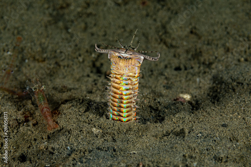 Bobbit(t) worm or sand striker) is an aquatic predatory polychaete worm dwelling at the ocean floor, Eunice aphroditois