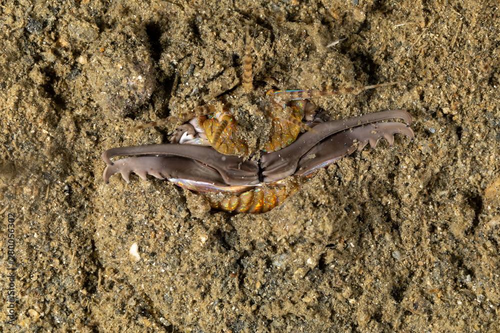 Bobbit(t) worm or sand striker) is an aquatic predatory polychaete worm dwelling at the ocean floor, Eunice aphroditois Bobbit(t) worm or sand striker) is an aquatic predatory polychaete worm dwelling at the ocean floor, Eunice aphroditois