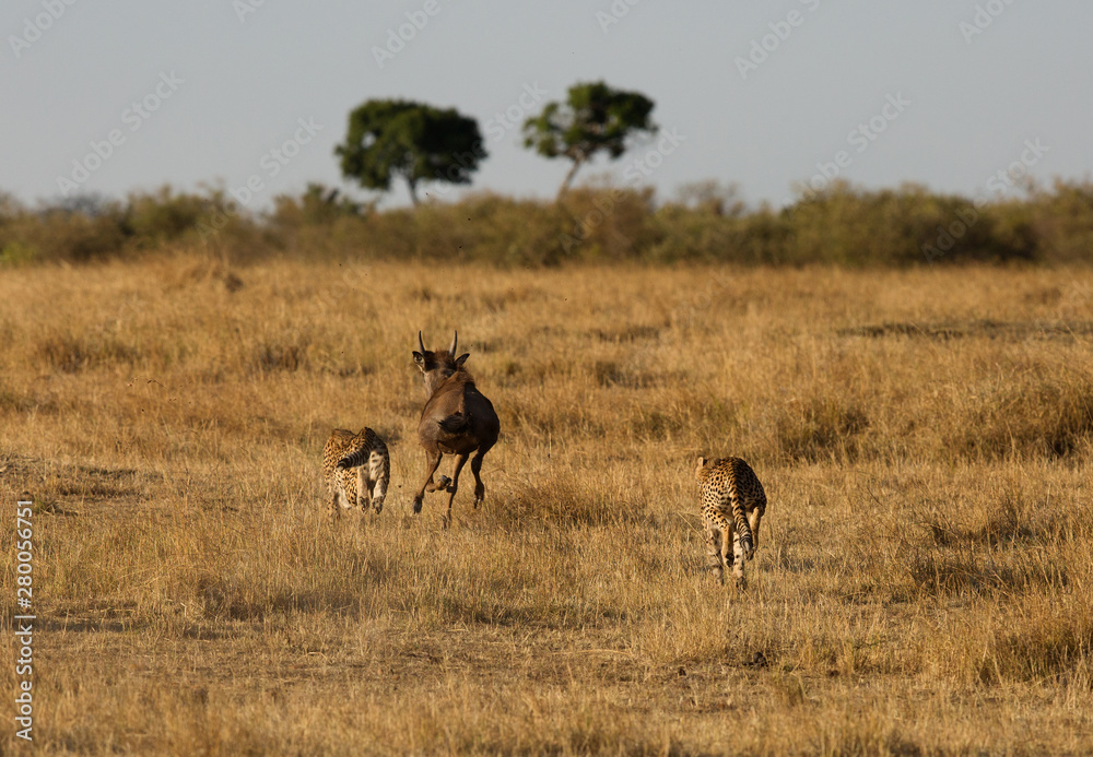 Cheetahs hunting a wildebeest at Masai Mara, Kenya