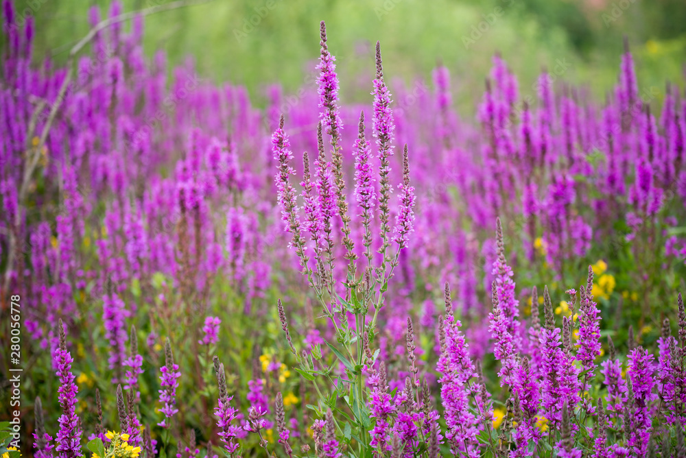 yellow loosestrife and purple loosestrife flowers in summer meadow yellow loosestrife and purple loosestrife flowers in summer meadow