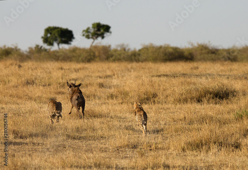 Cheetahs hunting a wildebeest at Masai Mara  Kenya