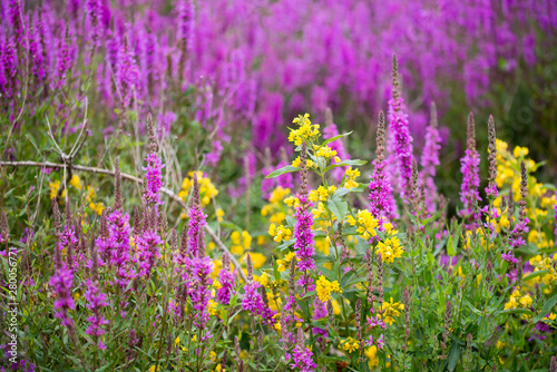 yellow loosestrife and purple loosestrife flowers in summer meadow
