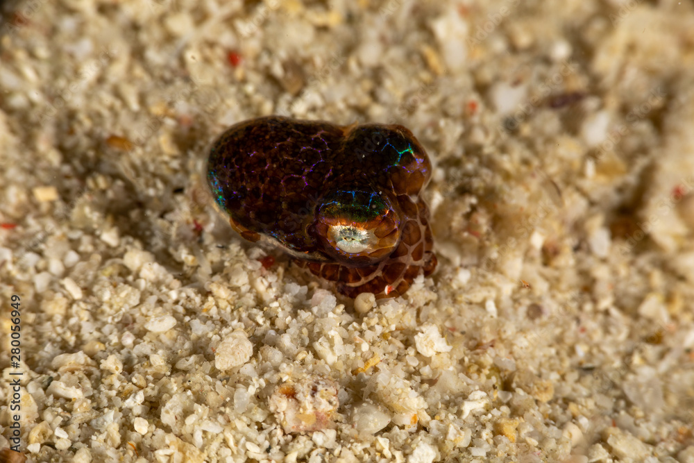 Fototapeta premium Bobtail squid (order Sepiolida) are a group of cephalopods closely related to cuttlefish