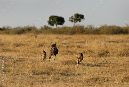 Cheetahs hunting a wildebeest at Masai Mara  Kenya