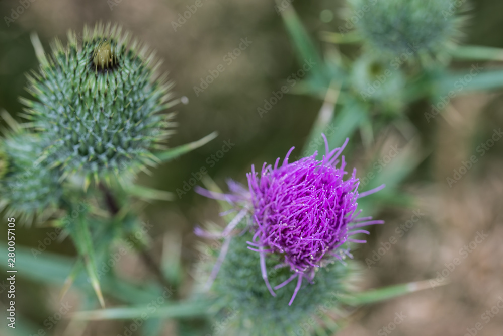 Cirsium vulgare, spear thistle, bull thistle flower Cirsium vulgare, spear thistle, bull thistle flower