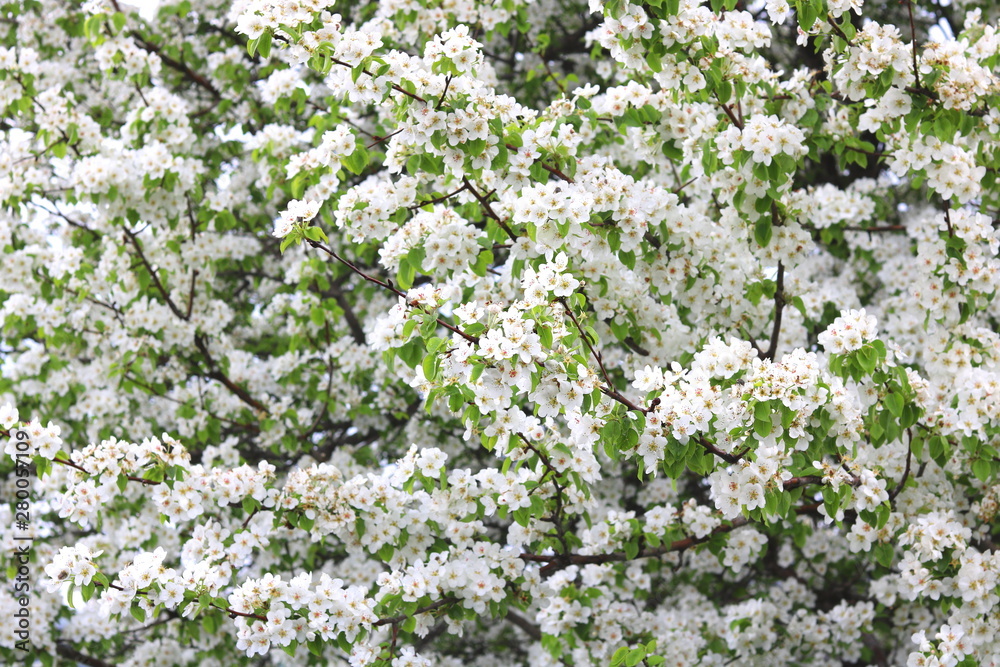 Beautiful white apple blossoms and green apple tree leaves in apple garden in good sunny weather in spring Beautiful white apple blossoms and green apple tree leaves in apple garden in good sunny weather in spring