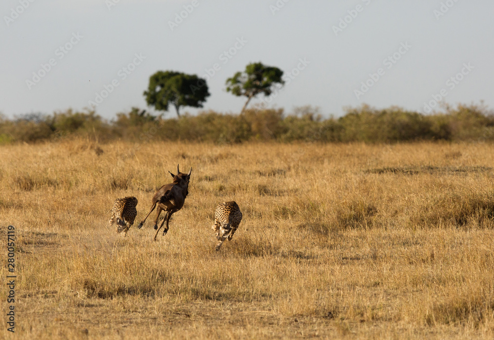 Naklejka premium Cheetahs hunting a wildebeest at Masai Mara, Kenya