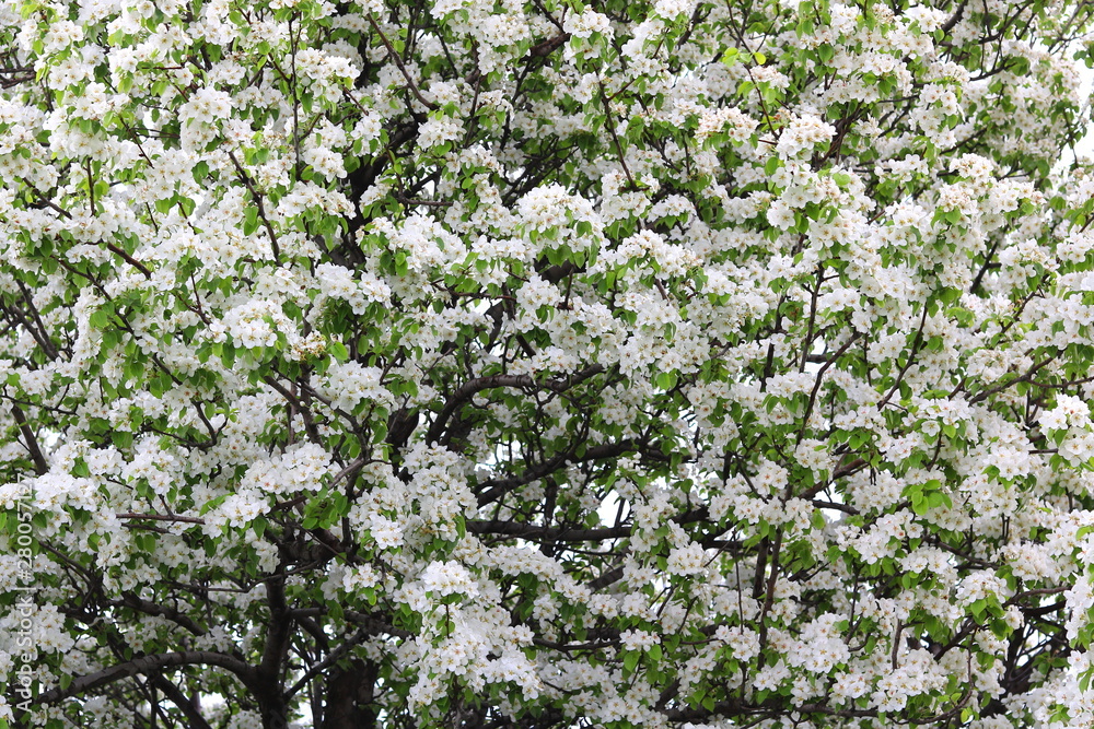 Beautiful white apple blossoms and green apple tree leaves in apple garden in good sunny weather in spring Beautiful white apple blossoms and green apple tree leaves in apple garden in good sunny weather in spring