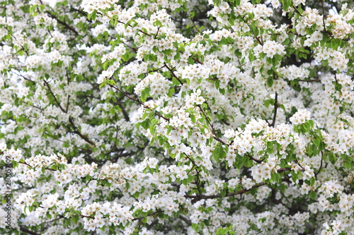 Beautiful white apple blossoms and green apple tree leaves in apple garden in good sunny weather in spring