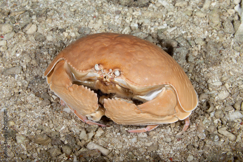 Giant Box crab,Shame-faced crab,, Calappa calappa photo