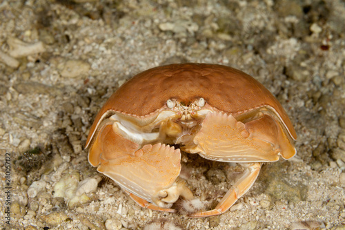 Giant Box crab eating sea urchin,Shame-faced crab,, Calappa calappa photo