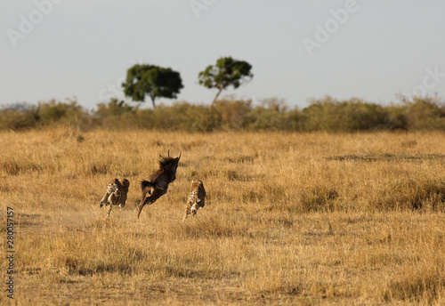 Fototapeta Naklejka Na Ścianę i Meble -  Cheetahs hunting a wildebeest at Masai Mara, Kenya