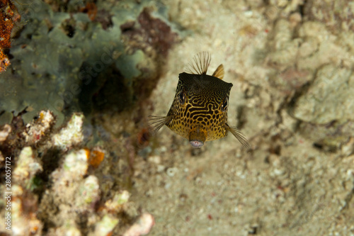 Reticulate boxfish, Ostracion solorensis photo