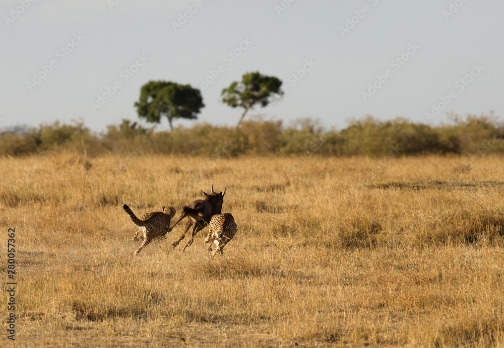 Naklejka premium Cheetahs hunting a wildebeest at Masai Mara, Kenya