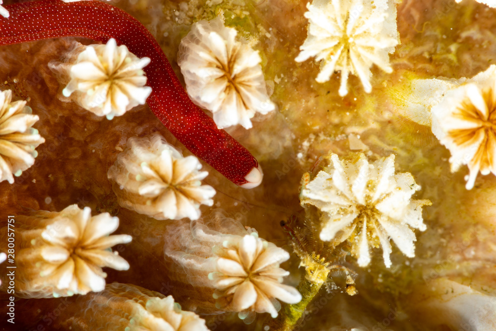 Braun's pughead pipefish in his coral, Bulbonaricus brauni is a species of marine fish of the family Syngnathidae Braun's pughead pipefish in his coral, Bulbonaricus brauni is a species of marine fish of the family Syngnathidae