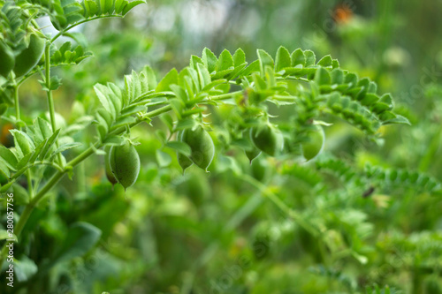 Chickpea (Cicer arietinum) - leguminous legume plant grows in the garden. Green pods, useful plant. Background