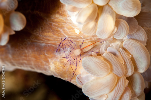 Bubble Coral Shrimp photo