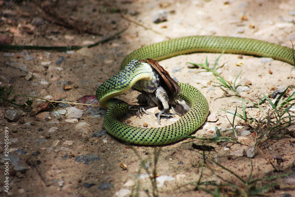 Obraz premium Green snakes hunt wren as food.