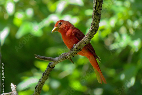 scarlet tanger
