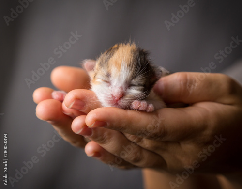 colorful kitten in woman hands