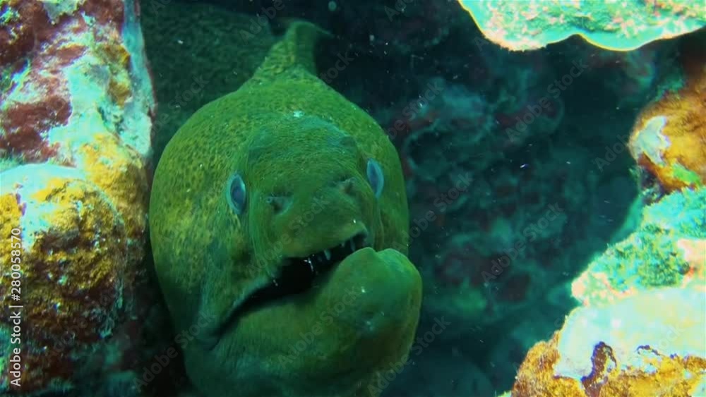 Giant Green Moray Eel Close Up With Broken Jaw & Mouth With Sharp Jaws