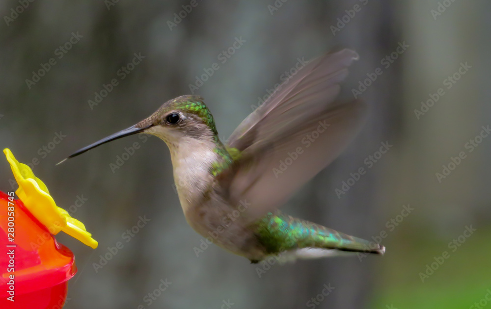 Fototapeta premium hummingbird in flight