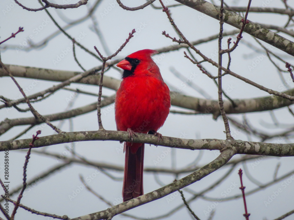 Christmas Cardinal Christmas Cardinal
