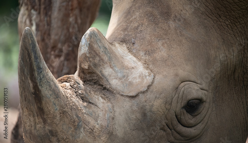 Closeup horn, ugly wrinkled of male white Rhino face