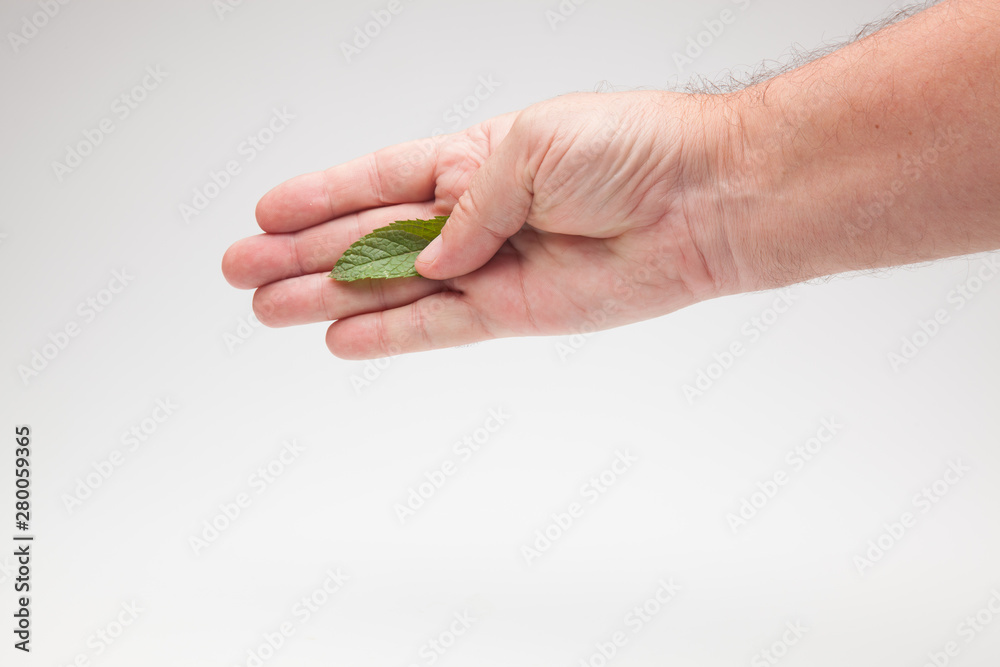 Hojas de menta en la mano de una persona sobre fondo blanco. La verde y aromática y sabrosa hierba de la menta en una mano Hojas de menta en la mano de una persona sobre fondo blanco. La verde y aromática y sabrosa hierba de la menta en una mano