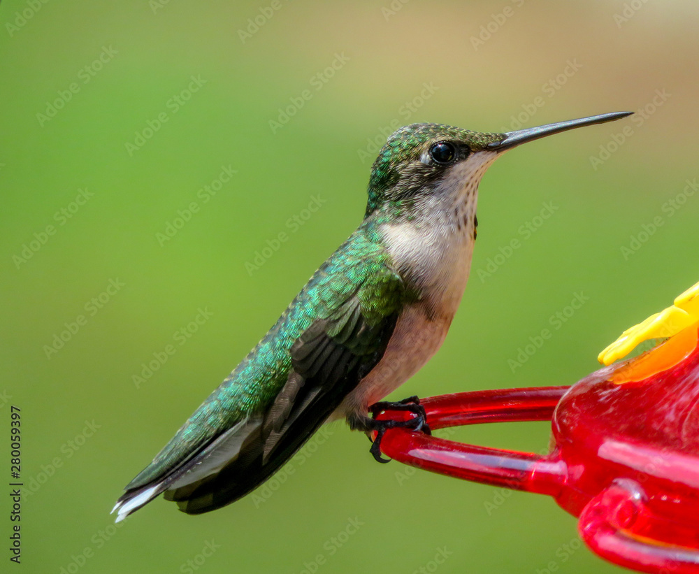 Fototapeta premium hummingbird on a feeder