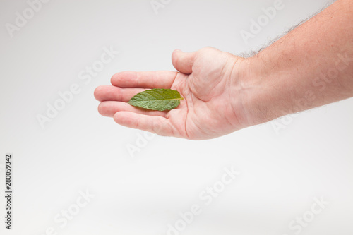 Hojas de menta en la mano de una persona sobre fondo blanco. La verde y aromática y sabrosa hierba de la menta en una mano