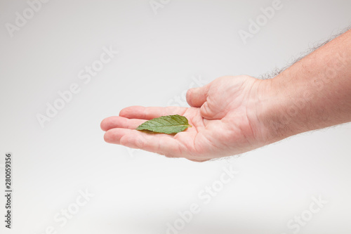 Hojas de menta en la mano de una persona sobre fondo blanco. La verde y aromática y sabrosa hierba de la menta en una mano