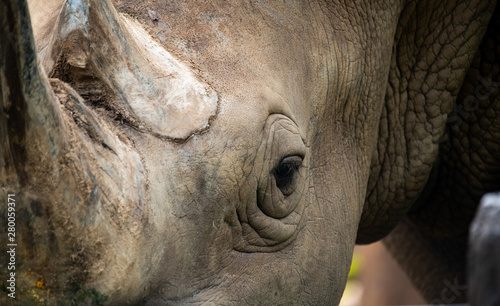 Closeup horn and wrinkled of white Rhino 