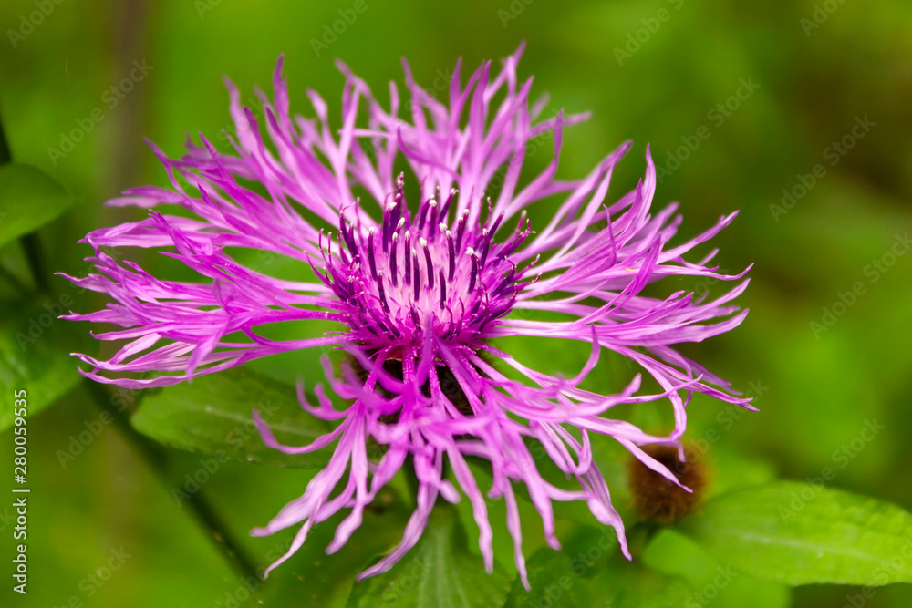 Flower burdock on a blurred background close-up. Bright flower burdock on a blurred background close-up. Flower burdock on a blurred background close-up. Bright flower burdock on a blurred background close-up.